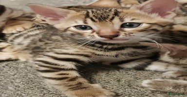 Bengal cats - Advert 1