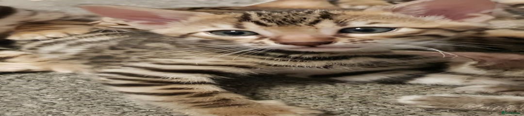 Bengal boy 4