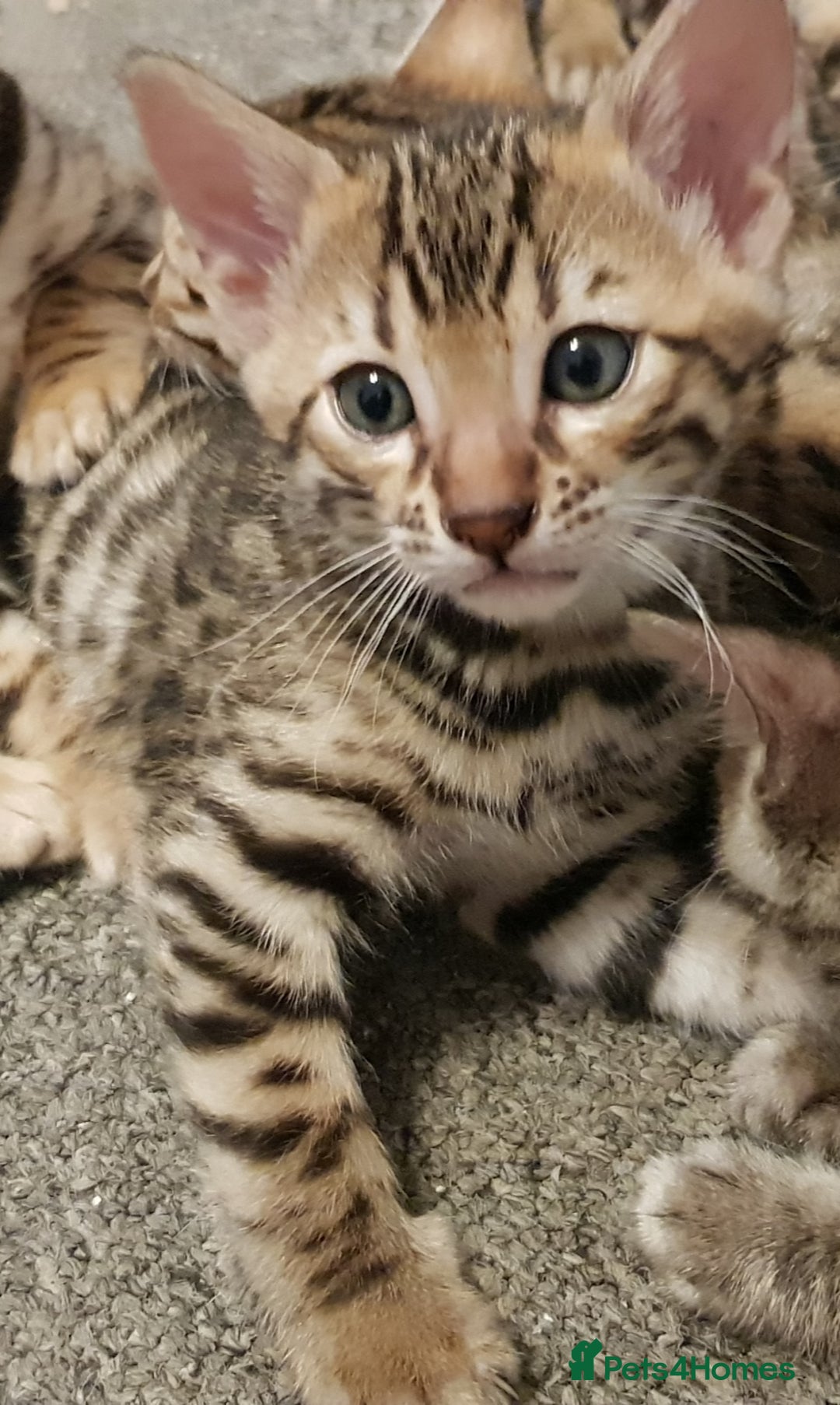 Bengal cats for sale: Bengal kittens  - Image 11
