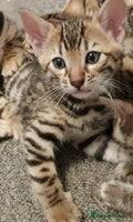 Bengal cats - Advert 11