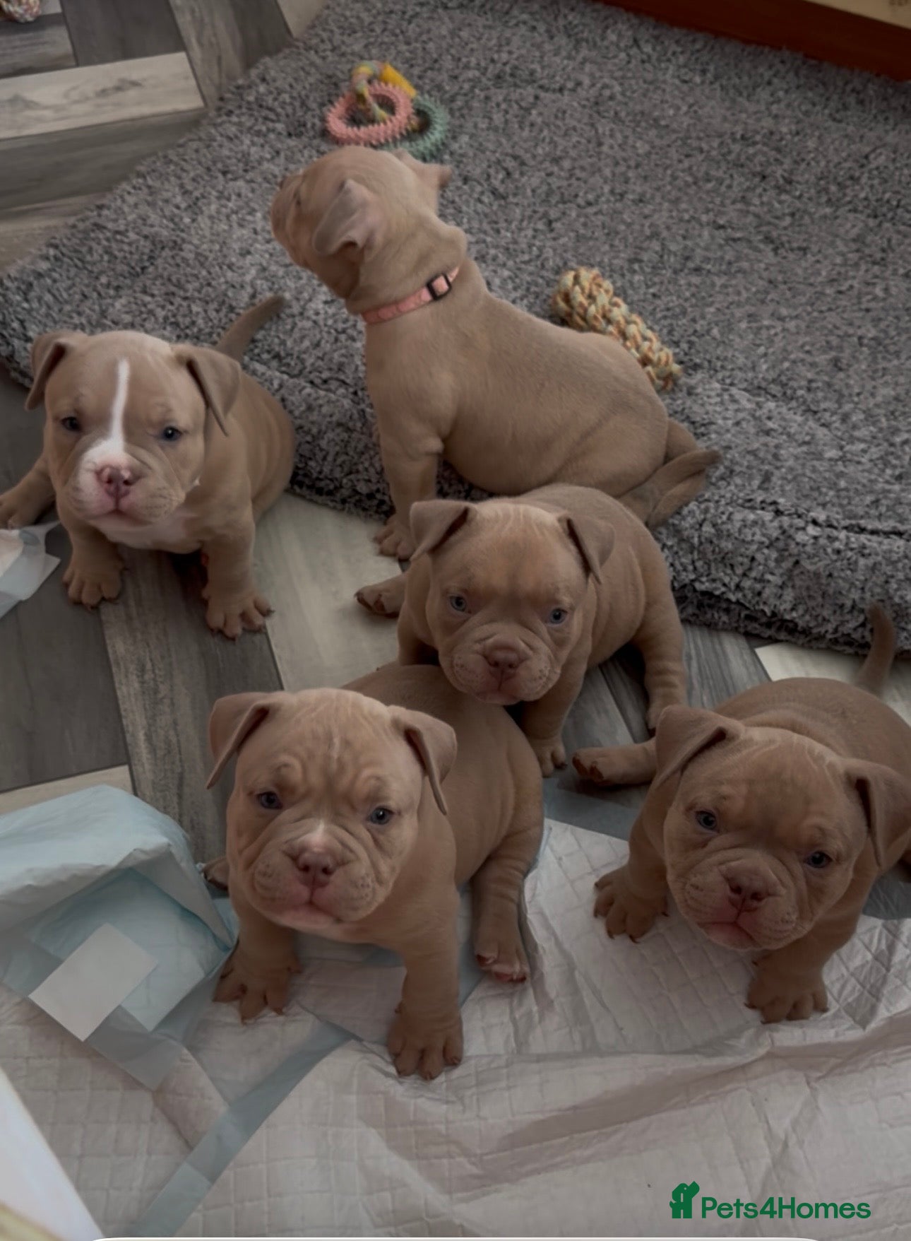 American Bully dogs Micro American bully puppies  - Advert 14