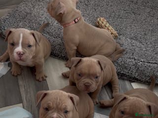 American Bully dogs Micro American bully puppies - Advert 3