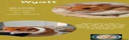 Hamster rodents for sale: Hamsters  - Advert 7