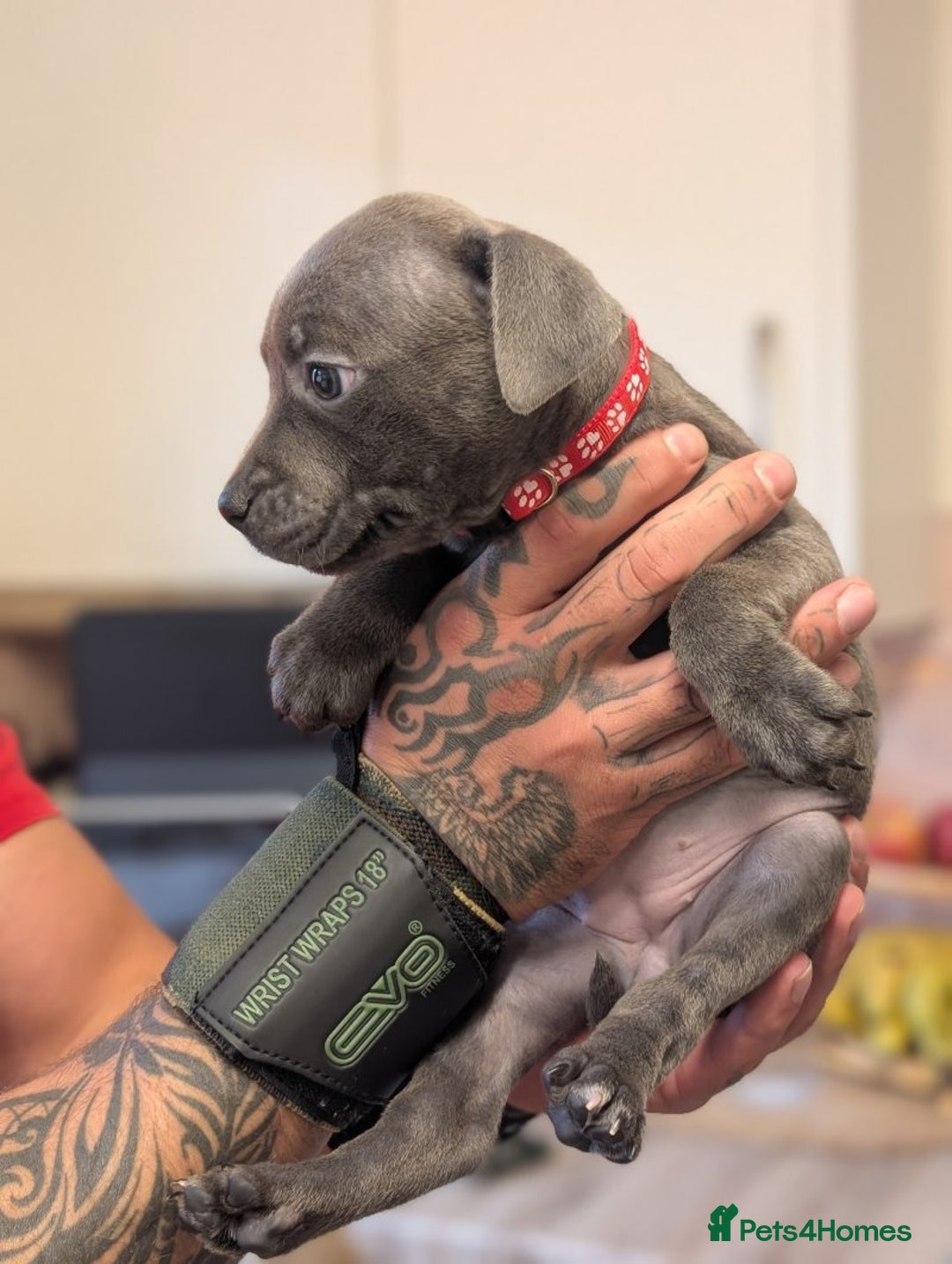 Staffordshire Bull Terrier dogs for sale: Playful Blue staffs Pups - Image 4