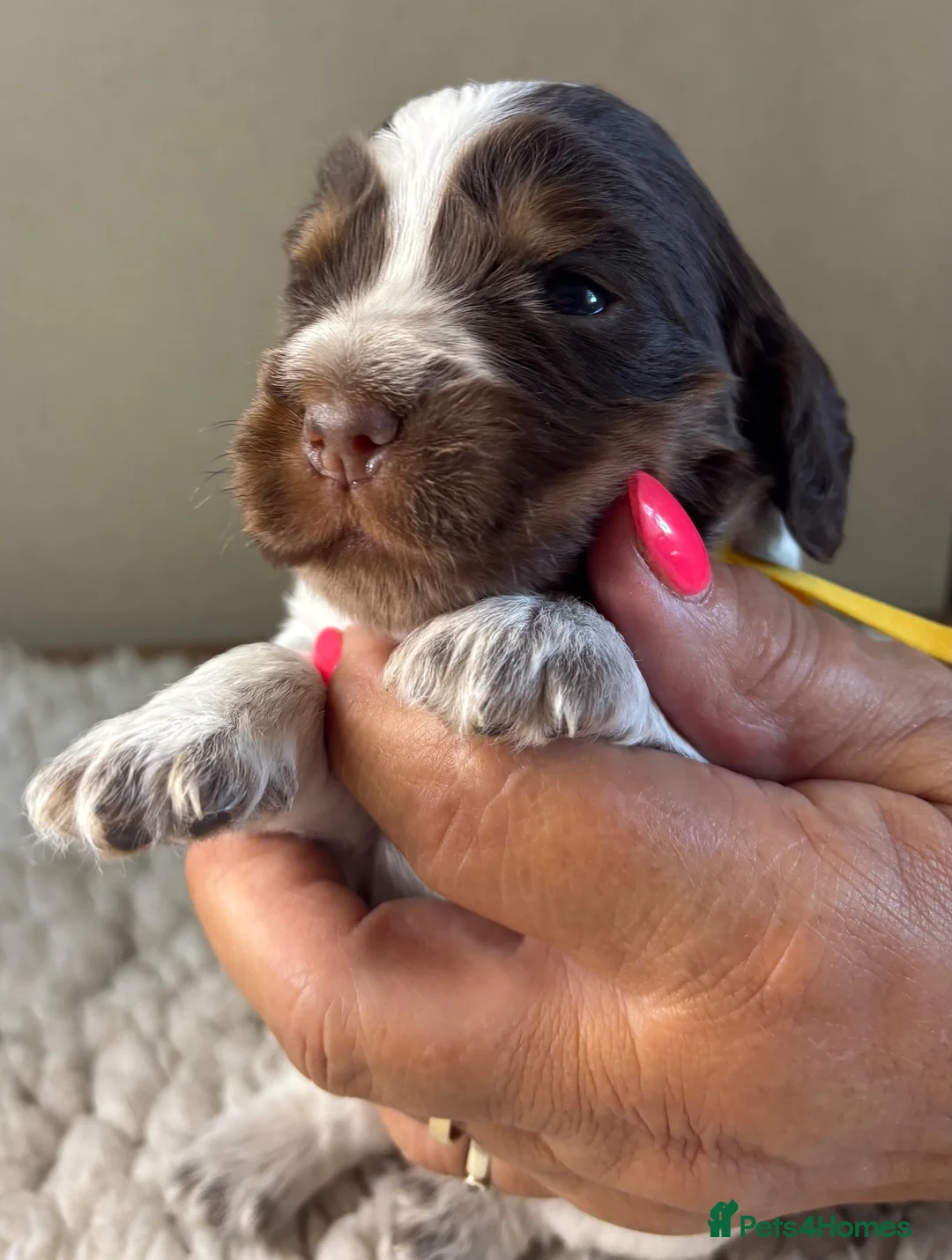 Cocker Spaniel dogs for sale: KC reg Cocker Spaniel puppies - Advert 1