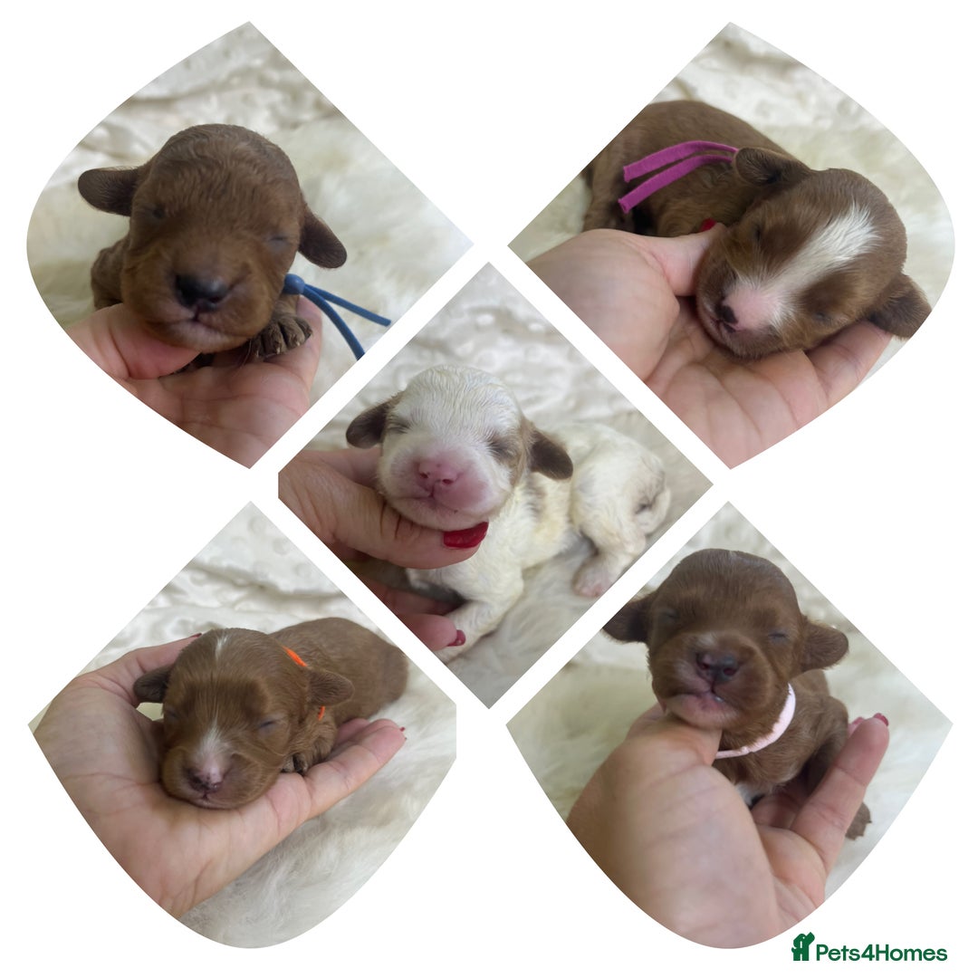 Cavapoo dogs for sale: Top Class Extensively tested F1b Toy Cavapoo pups - Image 1