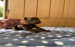 Patterdale Terrier dogs for sale: Male patterdale pups   - Image 6