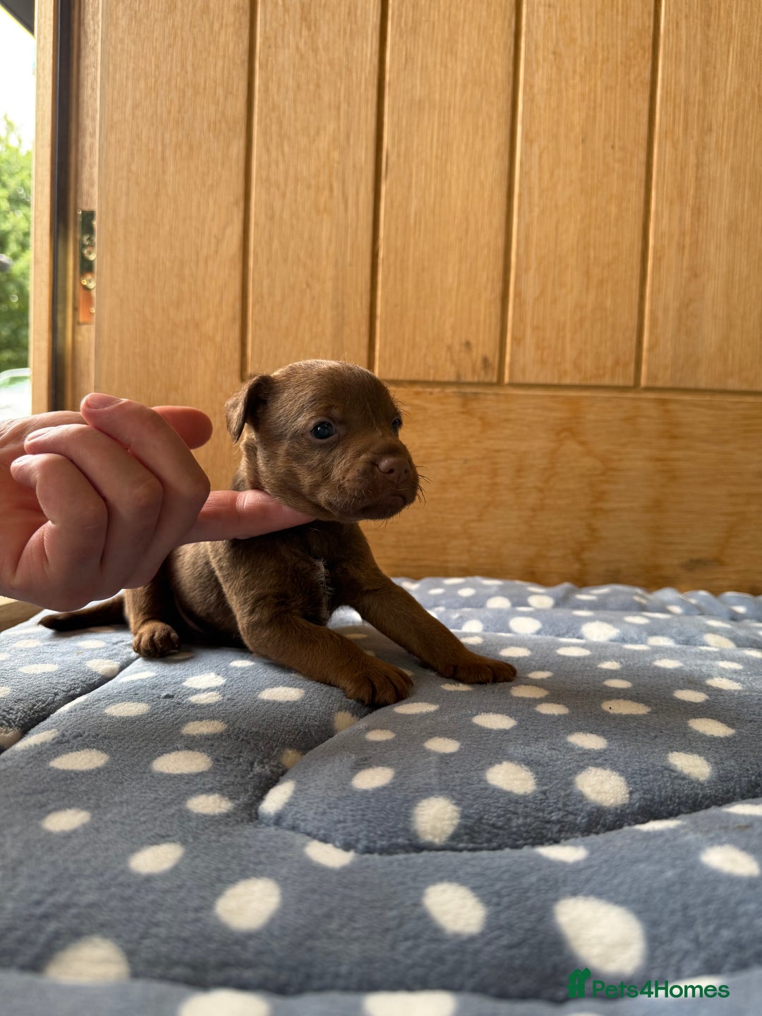 Patterdale Terrier dogs for sale: Male patterdale pups   - Image 6
