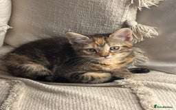 British Shorthair cats for sale: 5 beautiful kittens for sale  - Image 7