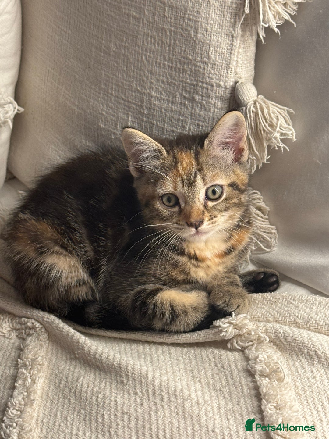British Shorthair cats for sale: 5 beautiful kittens for sale  - Image 7