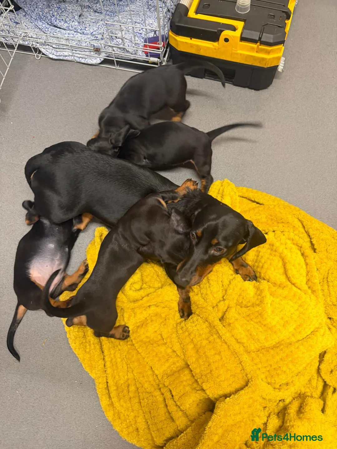 Dachshund dogs for sale: Dachshund girls for sale - Advert 1