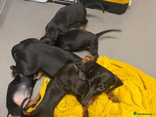 Dachshund dogs Dachshund girls for sale - Advert 6