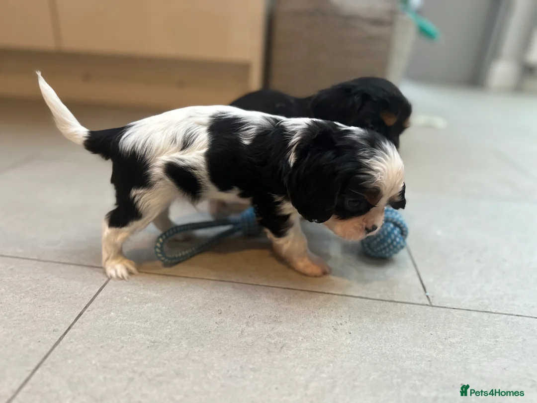 Cavalier King Charles Spaniel dogs for sale: Pure breed cavalier King Charles puppies - Advert 2
