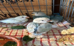 Lovebirds birds for sale: Cuddly hand reared baby lovebirds - Image 5