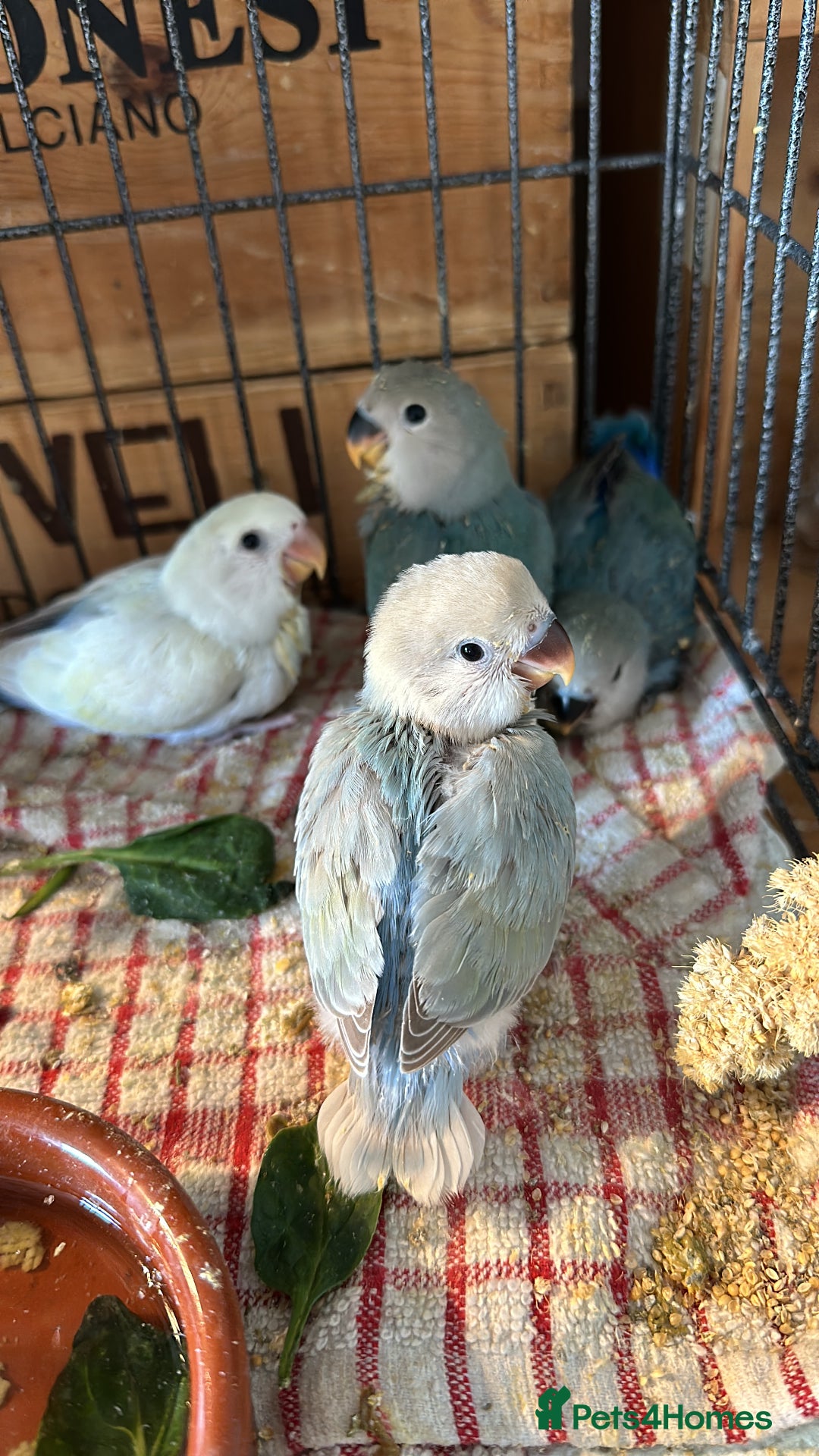 Lovebirds birds for sale: Cuddly hand reared baby lovebirds - Image 5