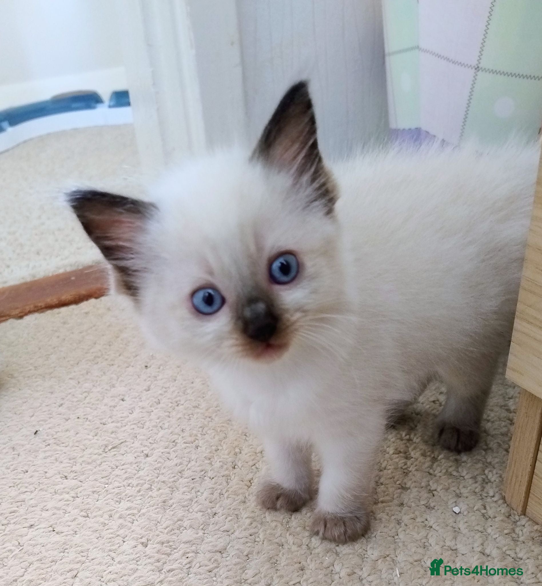 Ragdoll cats Pure bred Ragdolls need loving homes - Advert 2
