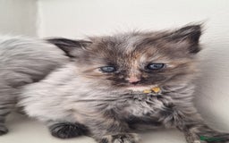 Maine Coon cats for sale: Mainecoon kittens BlackSilver smoke poly non poly - Image 6
