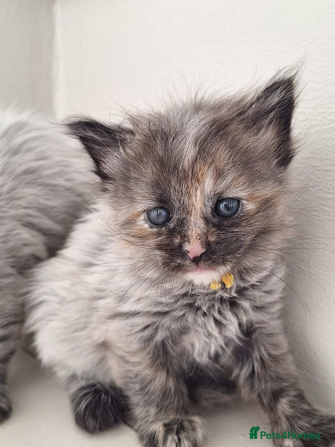 Maine Coon cats for sale: Mainecoon kittens BlackSilver smoke poly non poly - Image 6