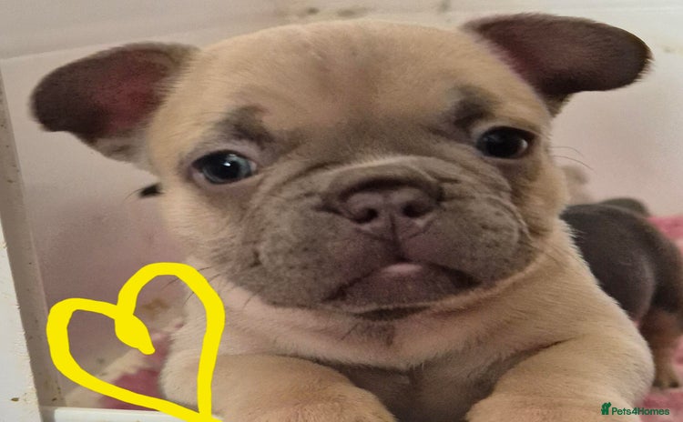 French Bulldog dogs - Advert 10