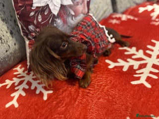 Miniature Dachshund dogs Long hair chocolate and tan dachshund - Advert 1