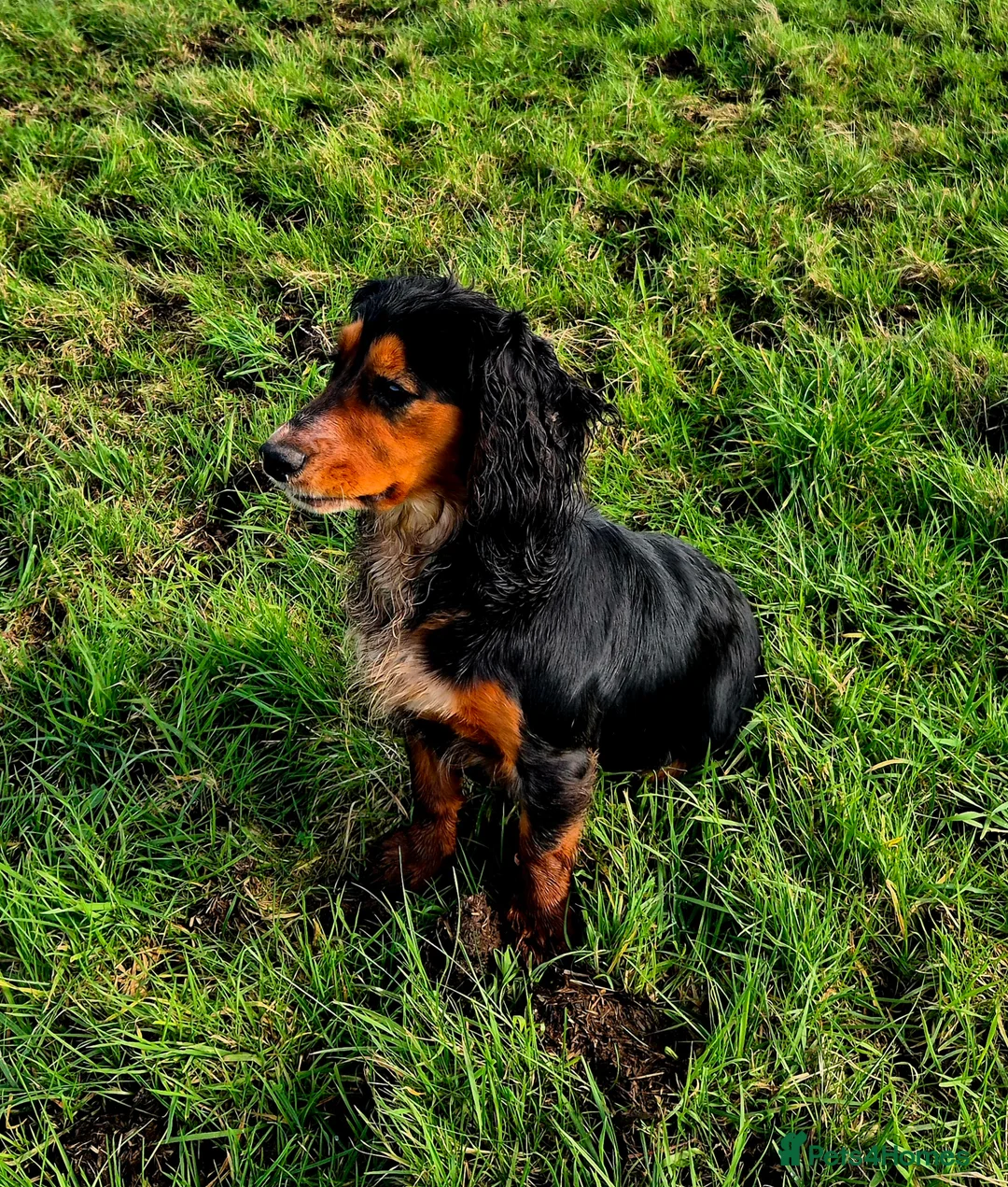 Cocker Spaniel dogs for sale: 2 beautiful KC registered working cocker spaniels - Advert 1