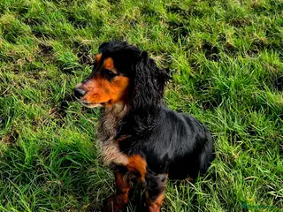 Cocker Spaniel dogs 2 beautiful KC registered working cocker spaniels - Advert 13