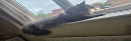 Maine Coon cats for sale: Two beautiful Maine Coon  🐾 - Advert 7