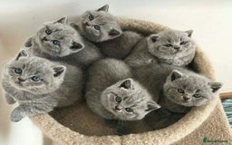 British Shorthair cats for sale: British shorthair  in Blackpool - Image 4