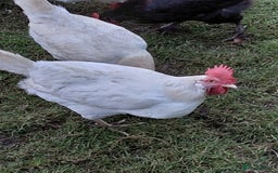 Chickens poultry for sale: Chickens  - Image 2