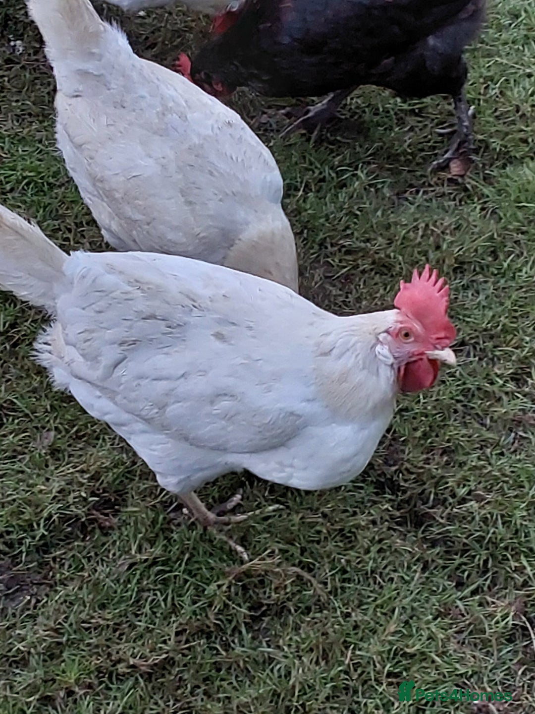 Chickens poultry for sale: Chickens  - Image 2