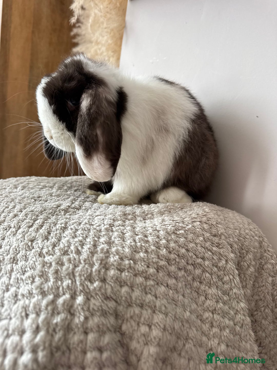 Mini Lop rabbits for sale: Pure Bred Mini lops  - Image 15