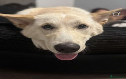 Mixed Breed dogs for sale: Blue our BFG - Image 2