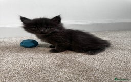 Maine Coon cats for sale: Rare Maine Coon/Russian Blue Kittens - Image 10