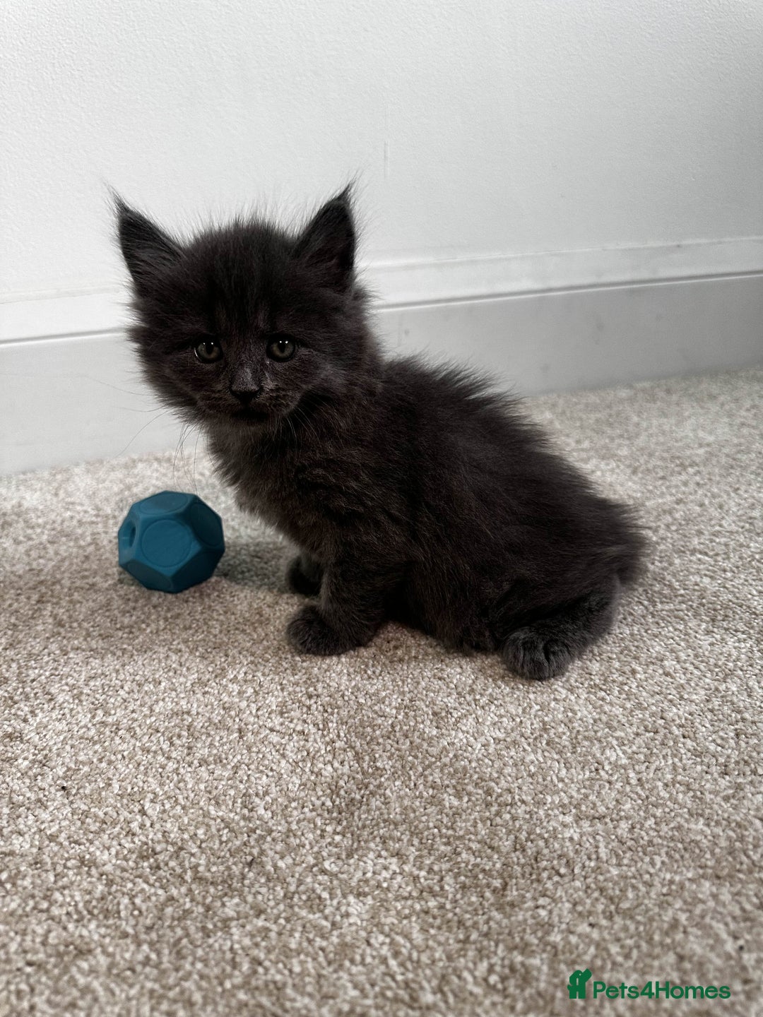 Maine Coon cats for sale: Rare Maine Coon/Russian Blue Kittens - Image 10