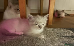 Ragdoll cats for sale: Ragdoll kittens - Image 4