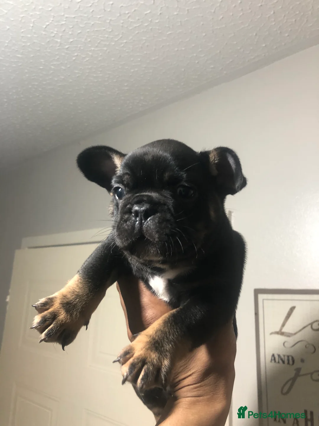 French Bulldog dogs for sale: 2x French bulldogs pups MALE  - Advert 5