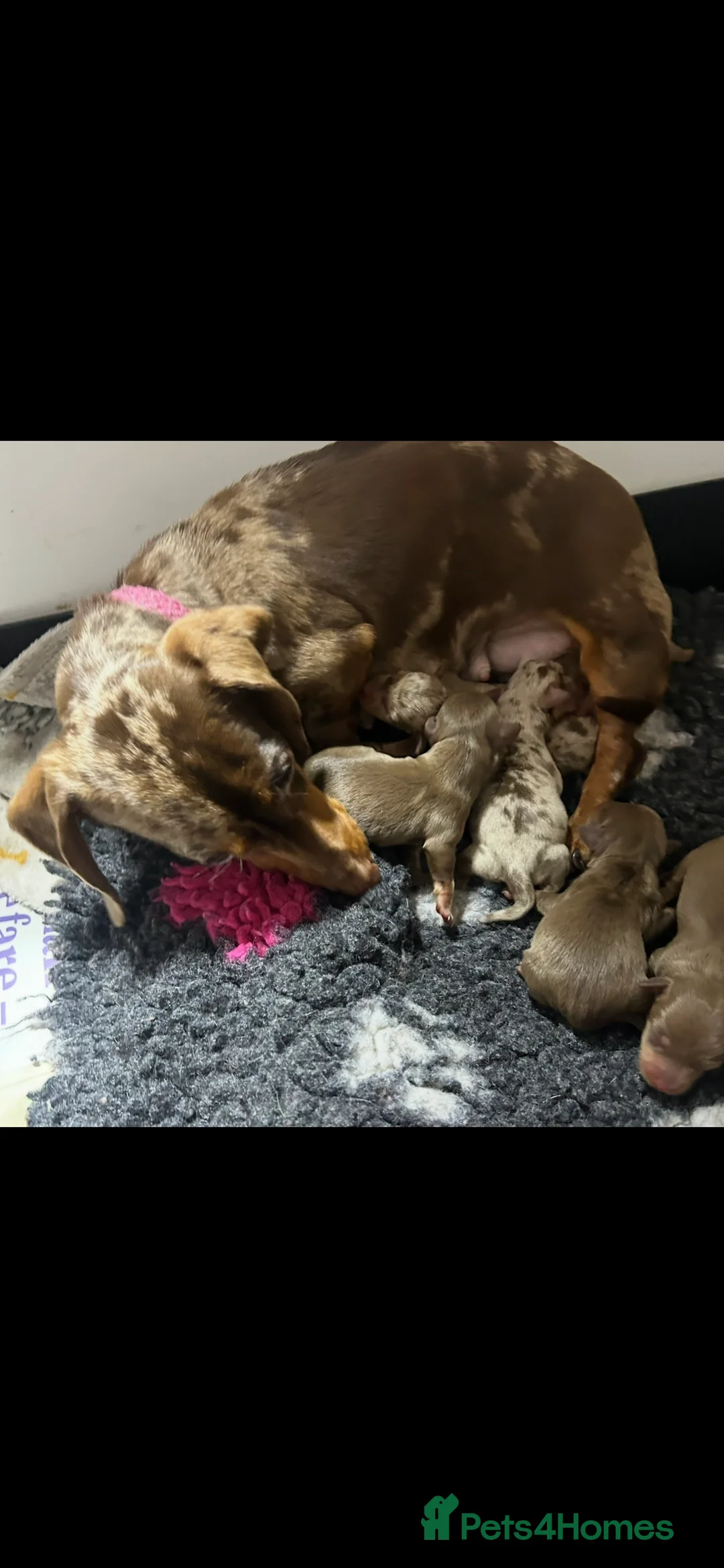 Miniature Dachshund dogs for sale: Miniature dachshund puppies 🐶  - Advert 3