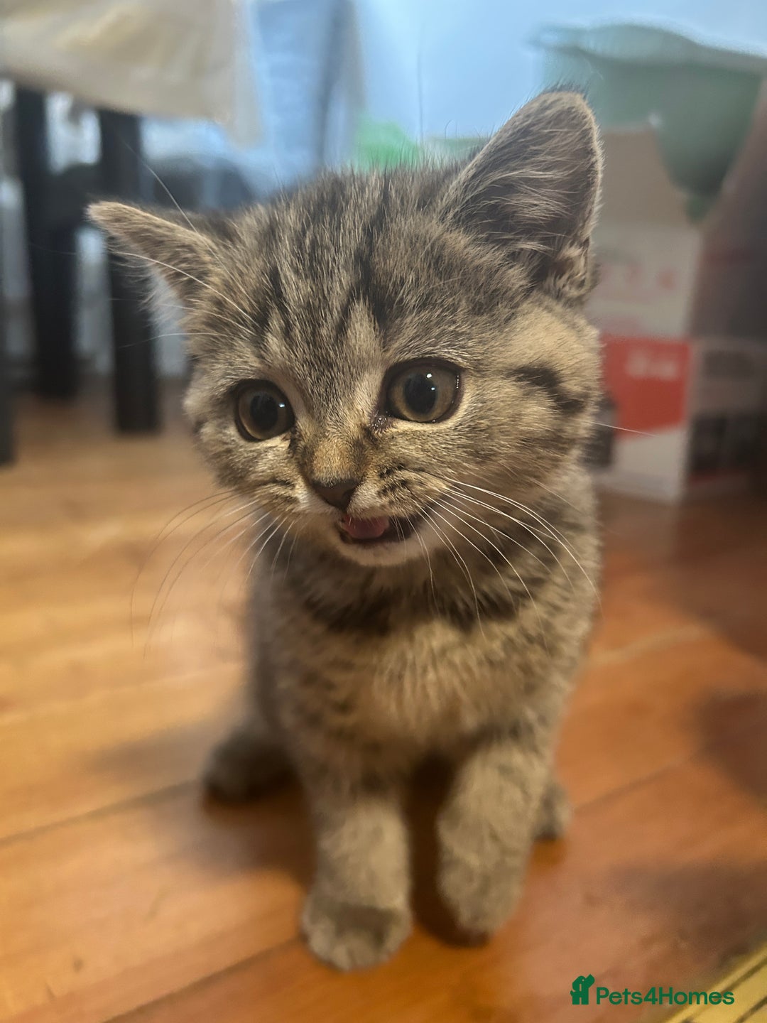 British Shorthair cats for sale: Adorable BSH kittens - Image 19