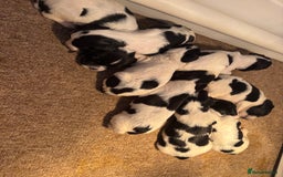 Sprocker dogs for sale: Sprocker puppies  - Image 4