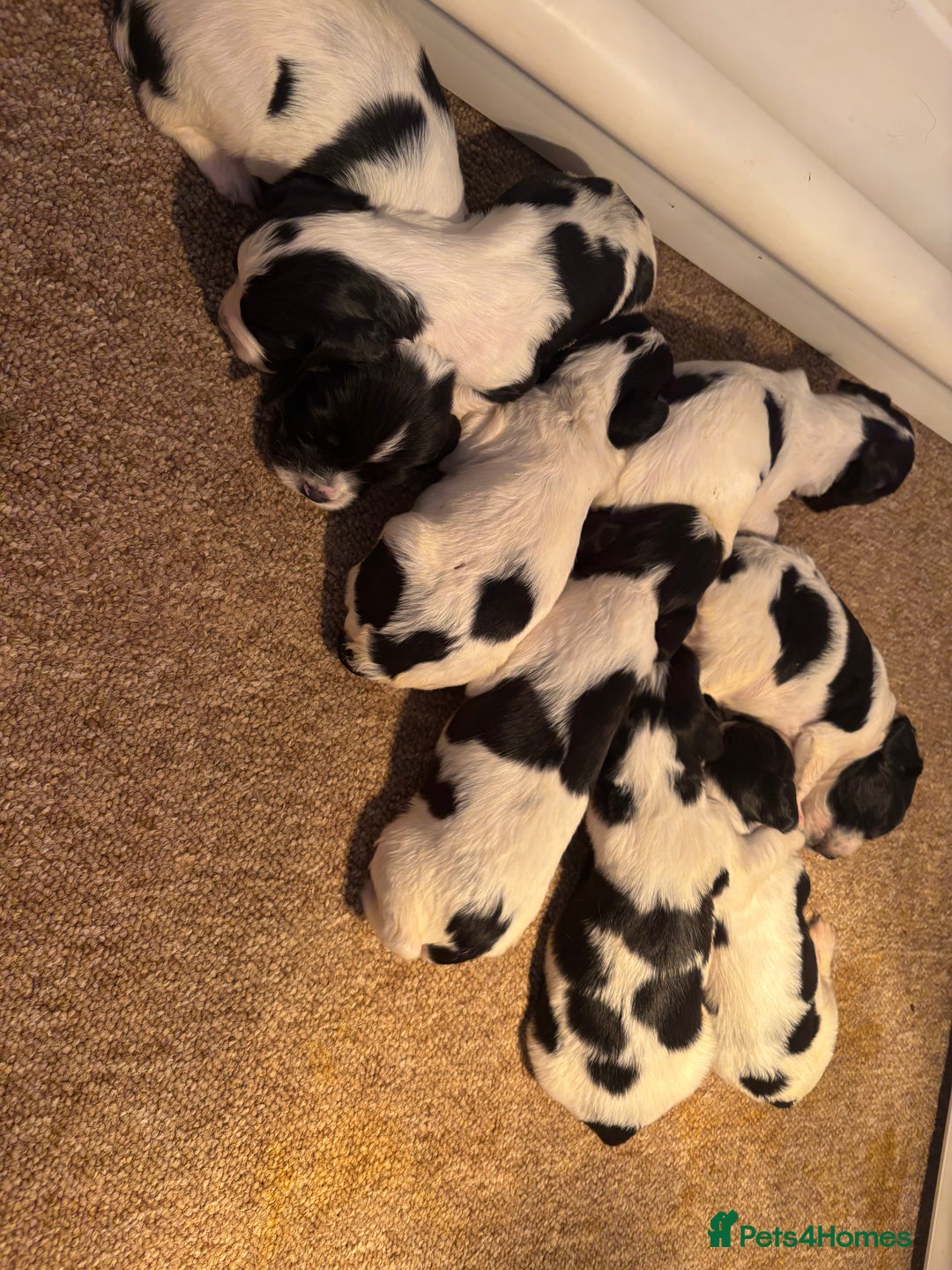 Sprocker dogs for sale: Sprocker puppies  - Image 4