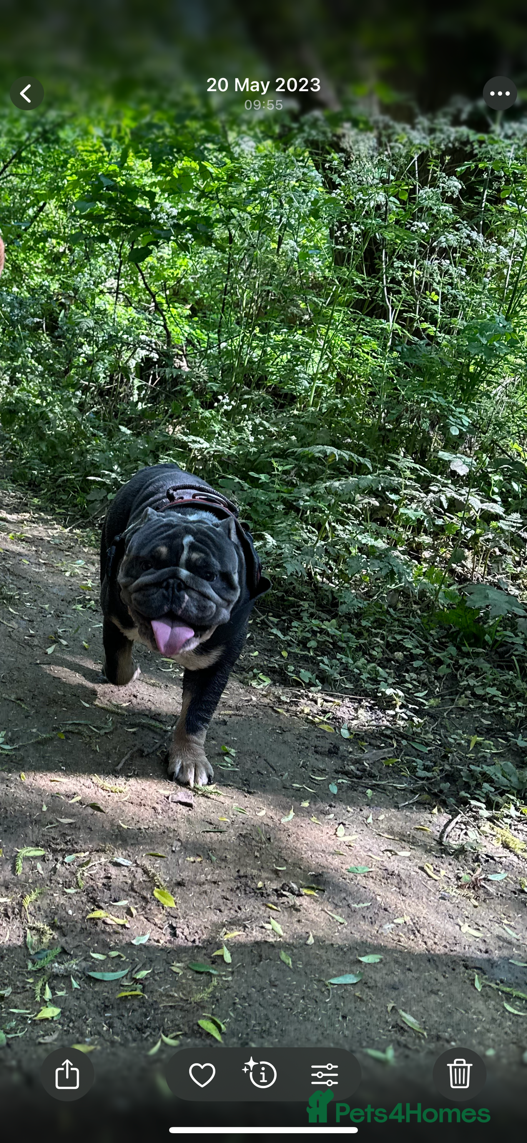 English Bulldog dogs for sale: British Bulldog for a loving home. - Image 3
