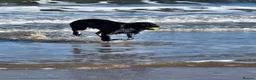 Border Collie dogs for stud: Gorgeous border collie for stud  - Advert 5