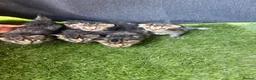 Mixed Breed cats for sale: 5 adorable kittens - Advert 9