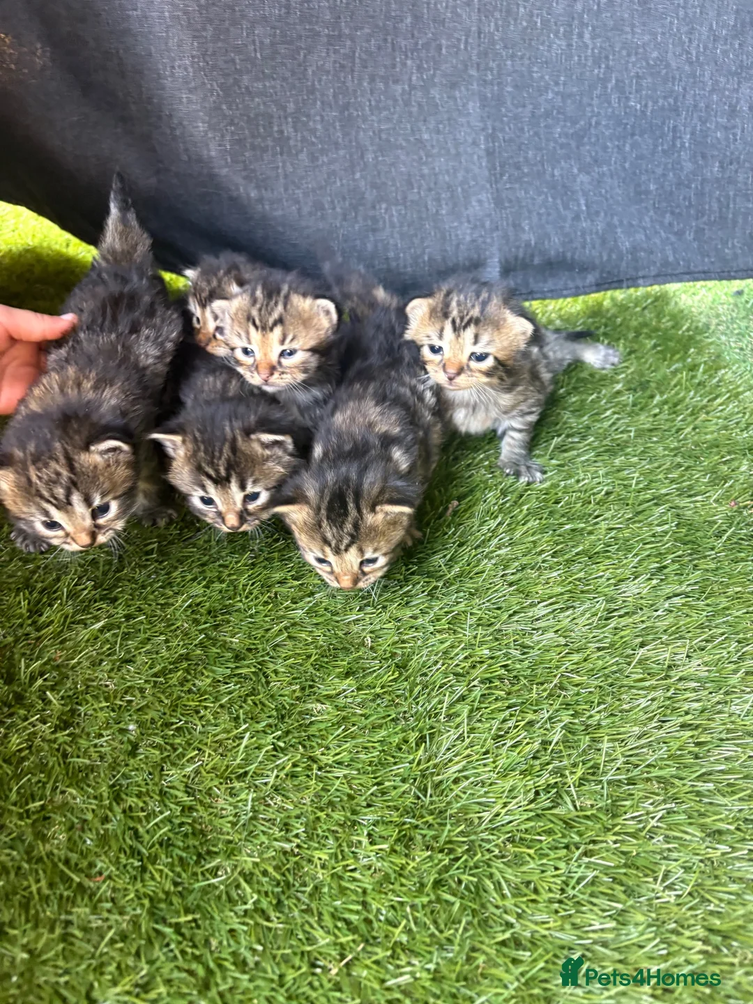 Mixed Breed cats for sale: 5 adorable kittens - Advert 9