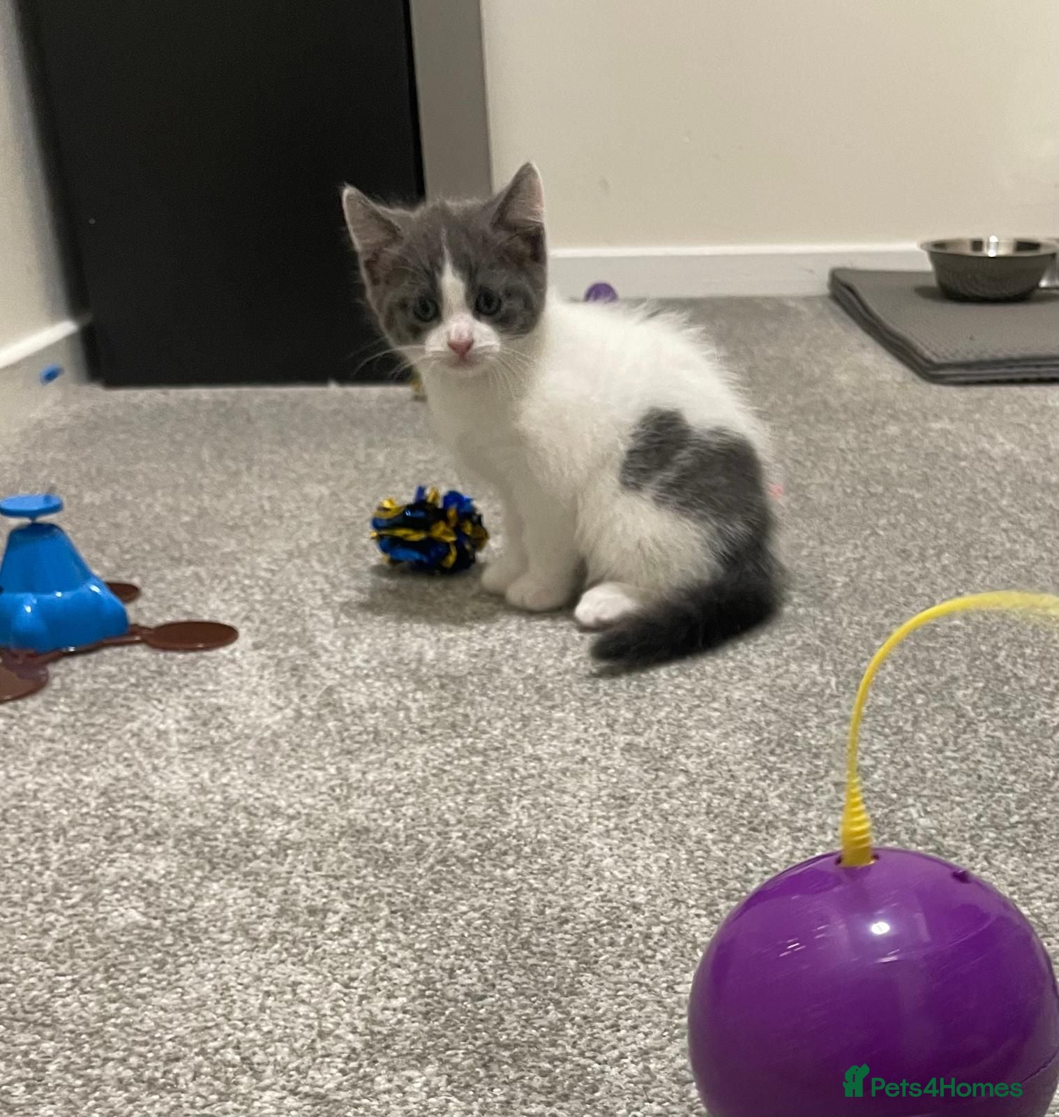 Mixed Breed cats Stunning Grey and White Kitten - Advert 1