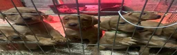 Labrador Retriever dogs for sale: Labrador Puppies - Advert 7