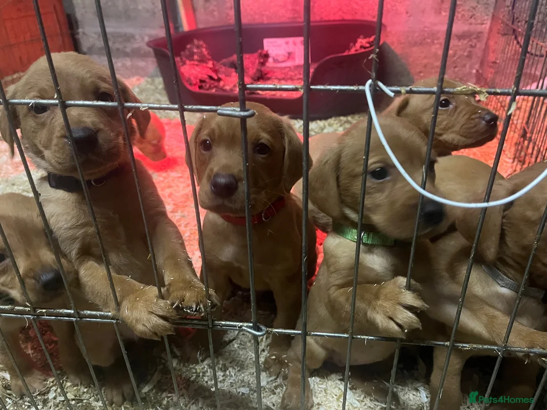 Labrador Retriever dogs for sale: Labrador Puppies - Advert 7