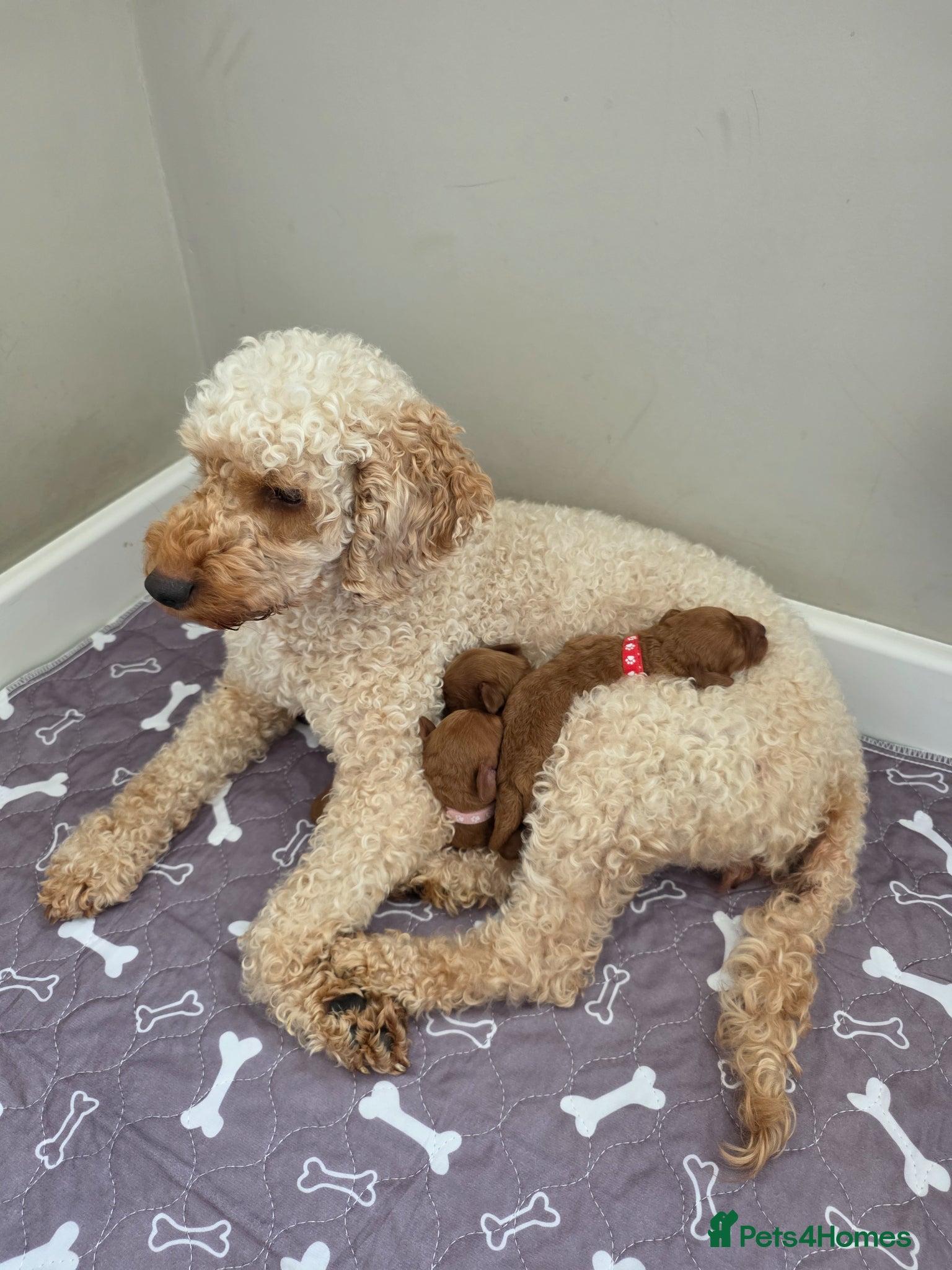 Cockapoo dogs for sale: Cockapoo puppies in Dereham - Advert 12