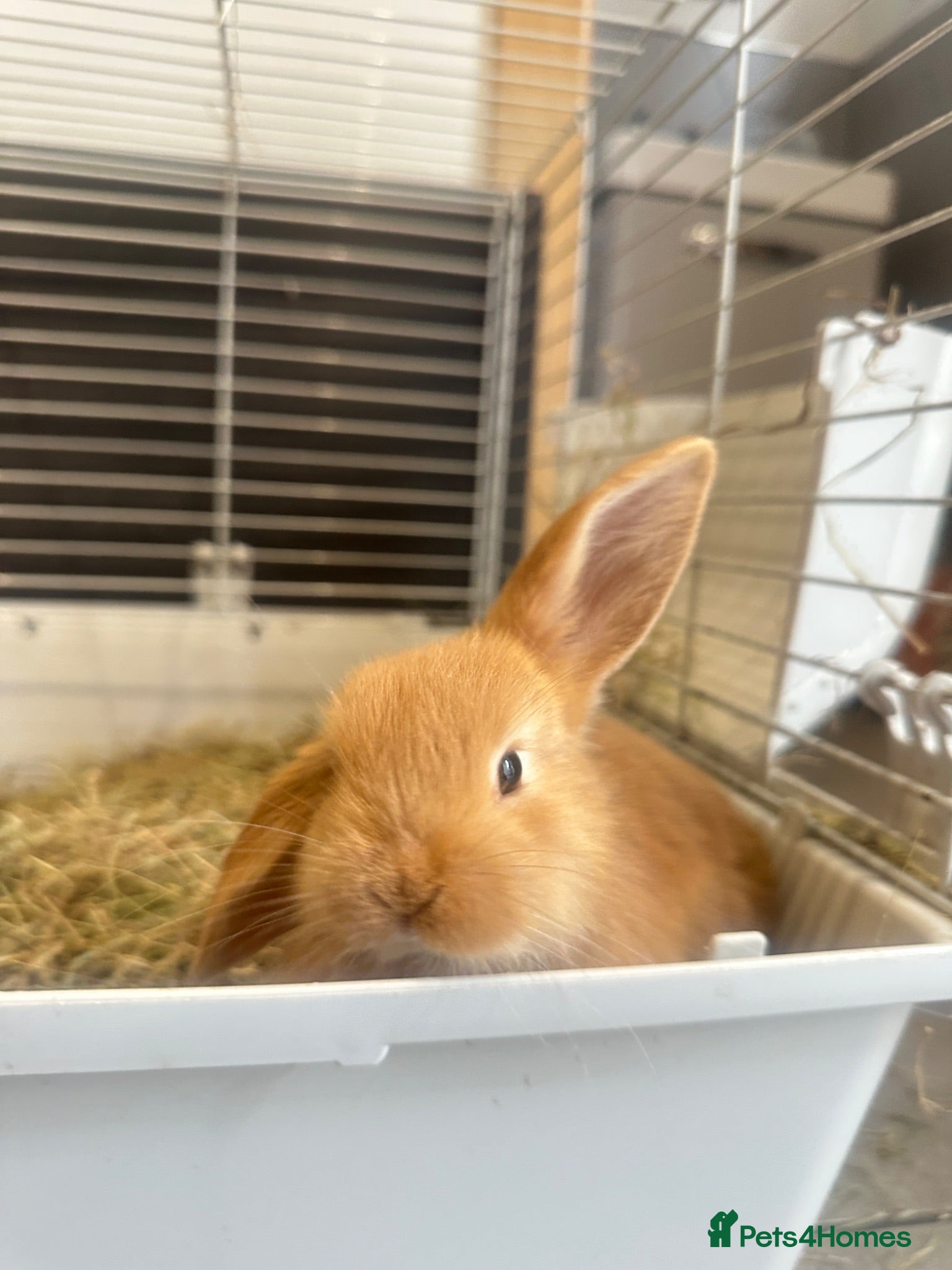 Mini Lop rabbits 5 mini lop babies looking for their forever home - Advert 1