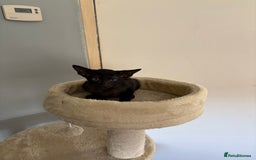 Oriental cats for sale: Gccf Beautiful oriental and Siamese ki - Image 3